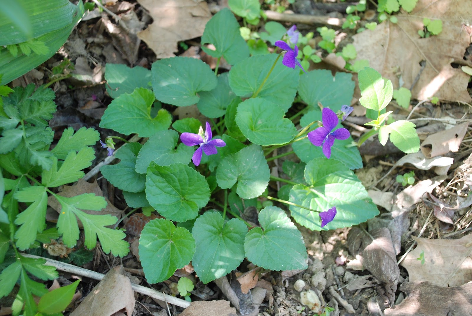 Purdue Turf Tips Weed of the Month for May 2013 is Wild Violets