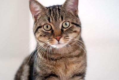 Cat In The World Origin Of European Shorthair Cat