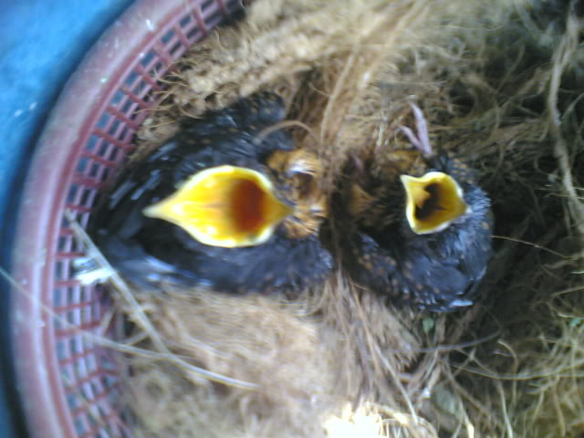 Harga Jual Burung Murai Batu Aceh Anakan Terbaru 2017