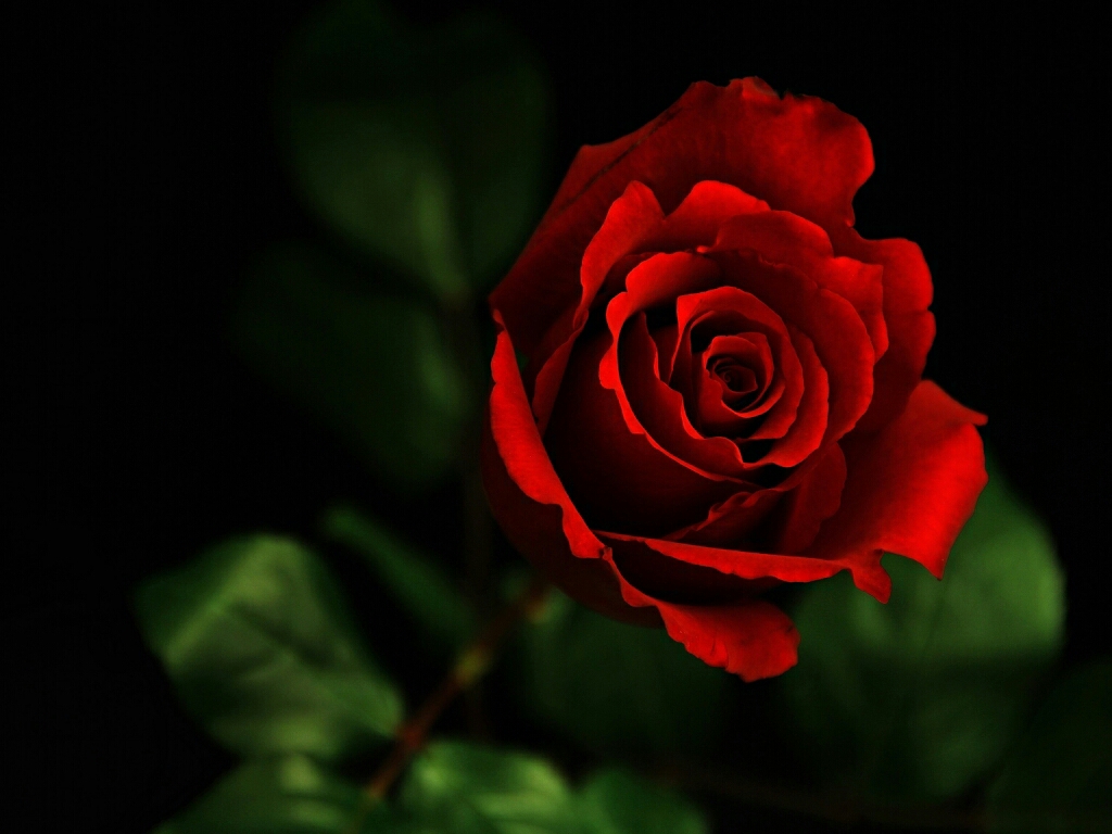 flowers for flower lovers. Red rose desktop HD wallpapers.