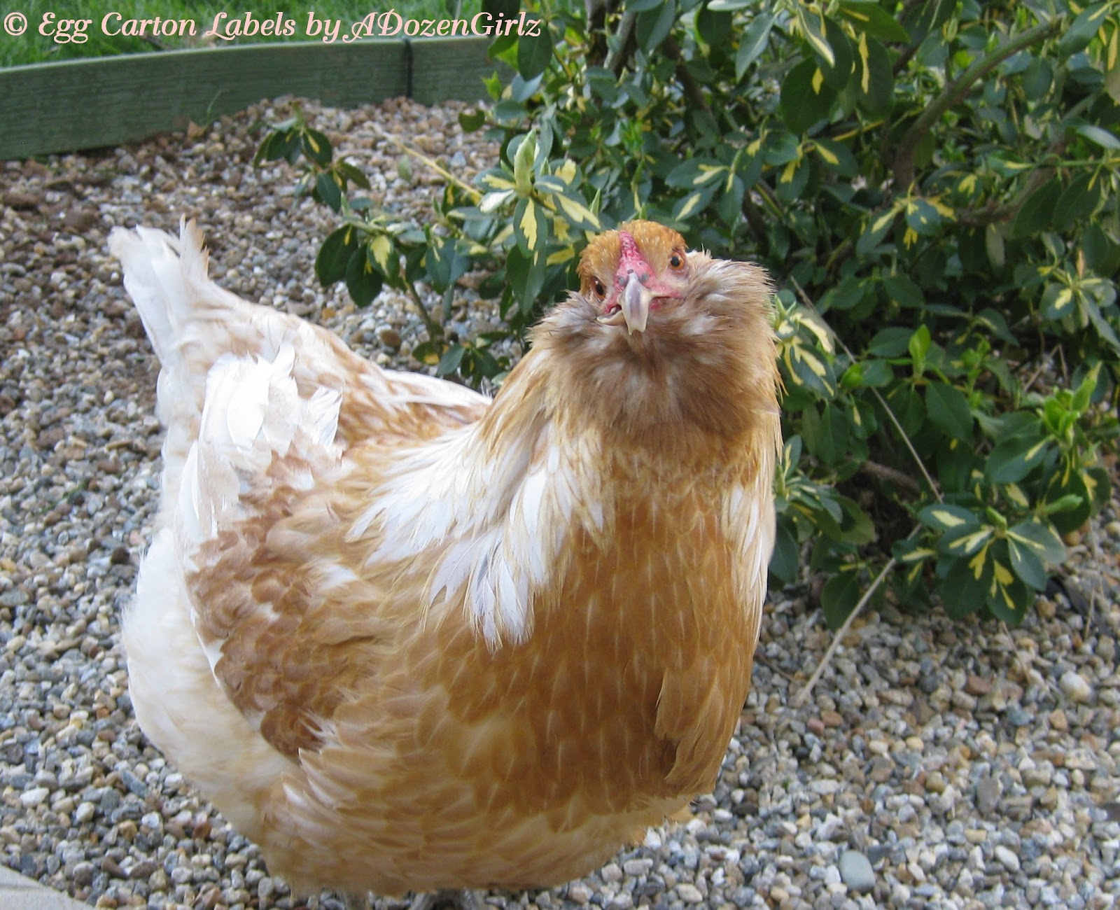 The Chicken Chick® Scissor beak aka Crossed beak What it is and How