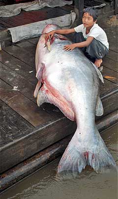 Giant+mekong+catfish+world+record