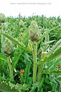 benefits of eating artichokes benefits_of_eating_artichokes_fruits-vegetables-benefits.blogspot.com(13)