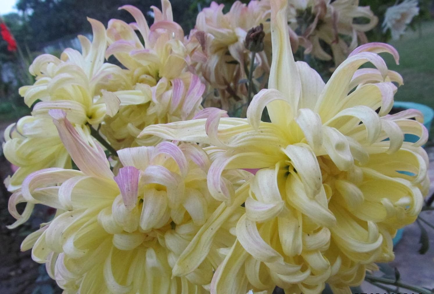 NATURAL & UNIQUE PHOTOGRAPHY CHRYSANTHEMUM ( GULDAUDI ) FLOWER