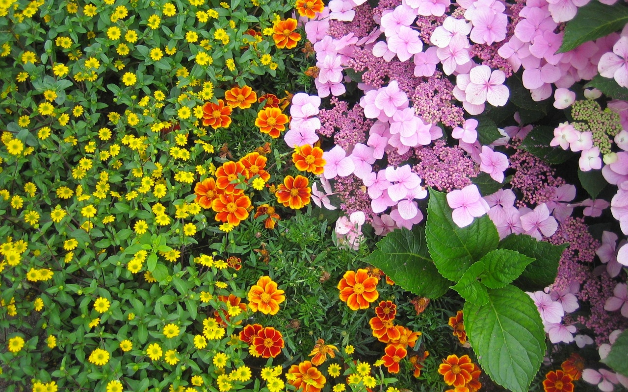 http://1.bp.blogspot.com/-1_OHFSd02u8/TfySCsAQUHI/AAAAAAAAImw/0-4Y9E_TEYA/s1600/Best%252BFlower%252BPark%252BWallpaper.jpg