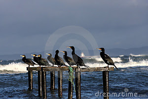 Birds at the sea in denmark