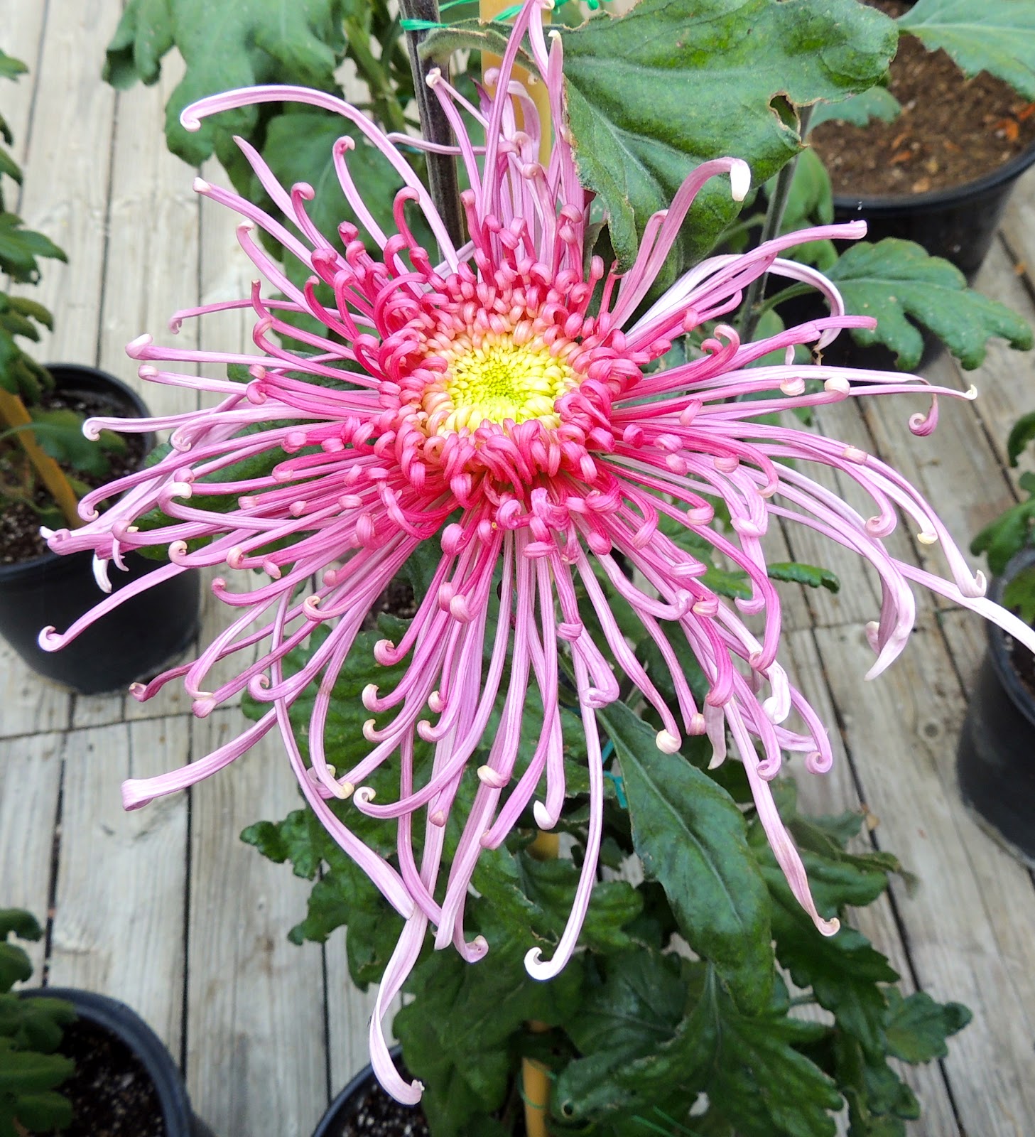 Princess Haiku the spider chrysanthemum was a marvel of beauty, said