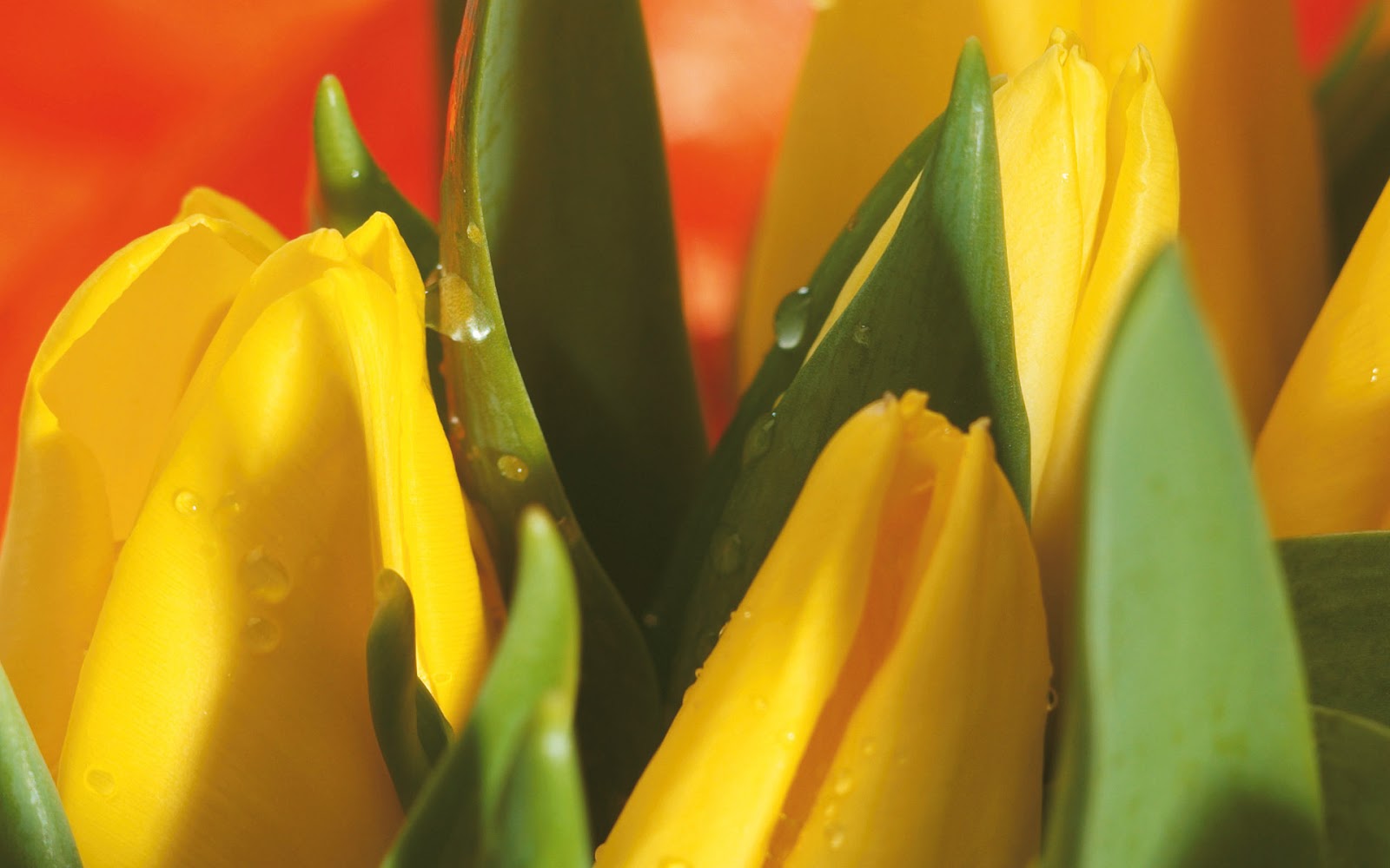 Tulipanes Amarillos - Fondos de Pantalla HD - Wallpapers HD