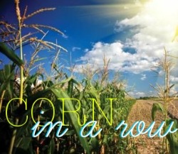 Corn in a Row