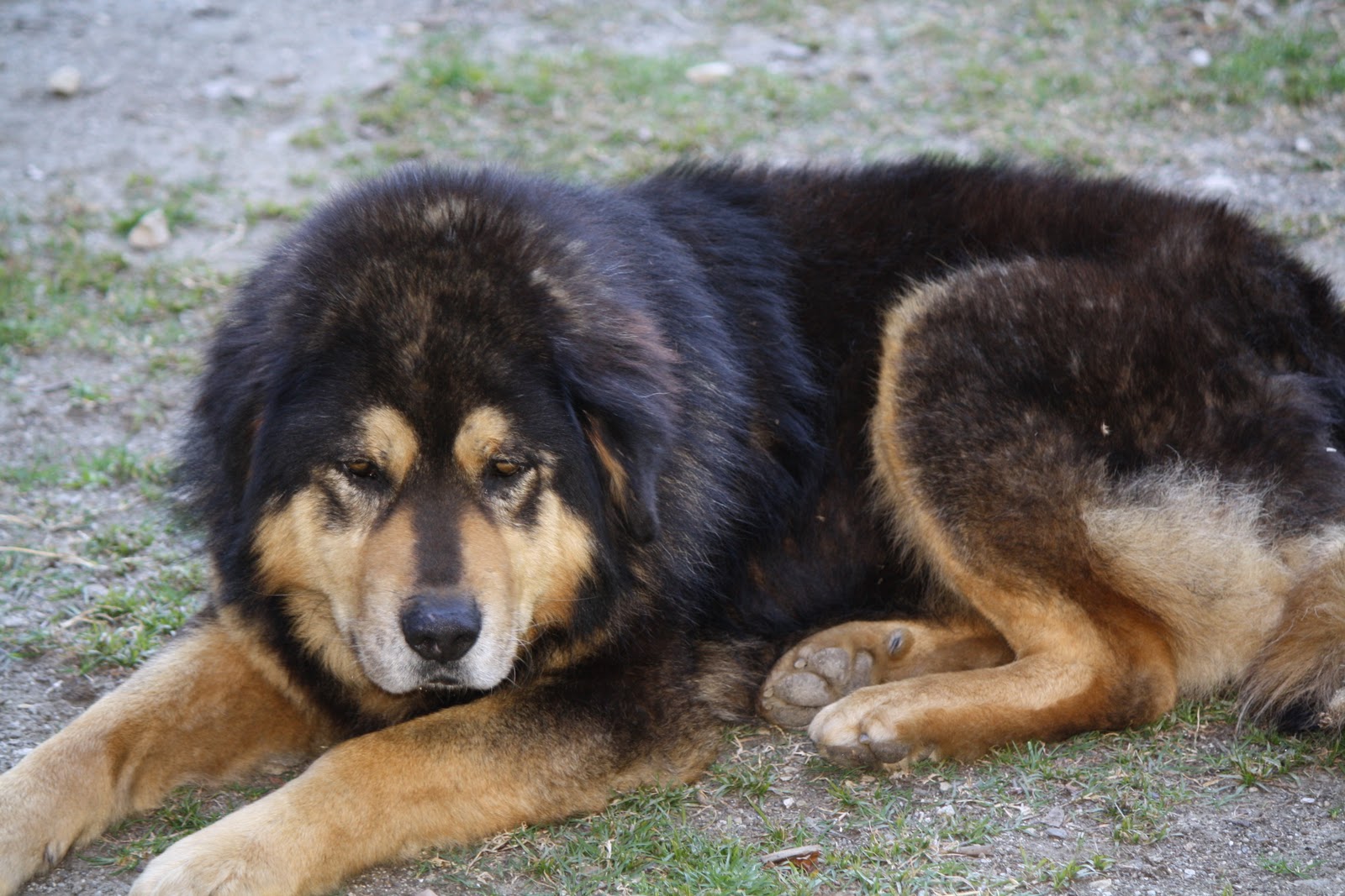 Himalayan Sheepdog