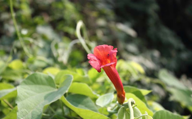 Trumpet Vine Flowers Pictures