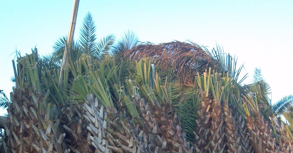 A Quality Plant Florida Sabal Palms for sale / Cabbage Palms