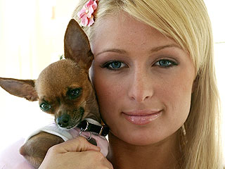 More Celebrity Dog Names By Breed Kingsbrook Animal Hospital