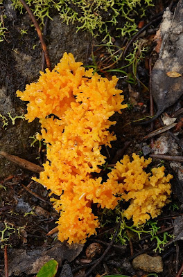 Fungi, Mount Wellington - 4th April 2011