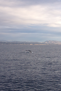 gray whale fluke