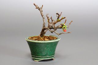 チョウジュバイ-F1（長寿梅盆栽）Chaenomeles speciosa 'Chojubai' bonsai