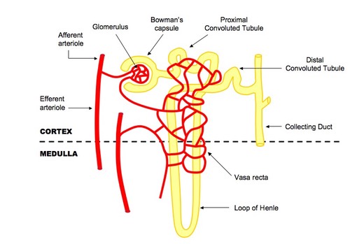 diagram of a nephron 110 excretion and structure of kidneys biology notes diagram of a nephron 110 excretion and structure of kidneys biology notes