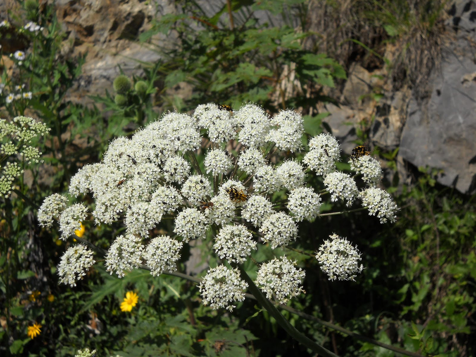 Extra Ordinary Things Around Me 2011