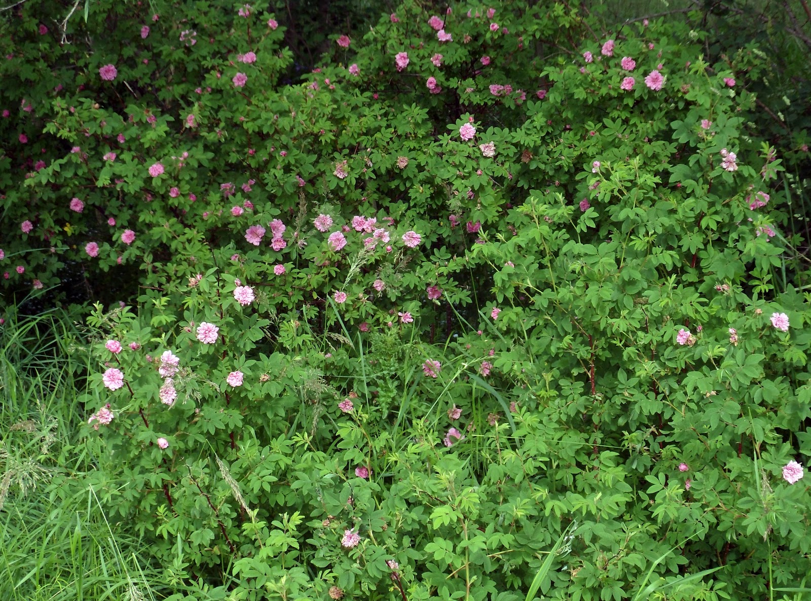 Newfoundland and Labrador trip Wildflowers in Newfoundland