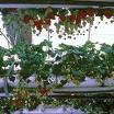cultivo hidroponico de fresas