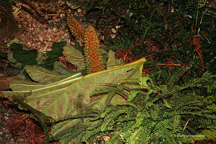 Up A Cotswold Garden Path 2016