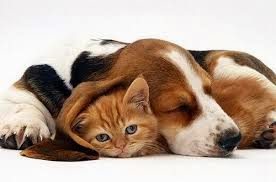 Animales tiernos 2015 - 2016 Animales tiernos 2015 - 2016