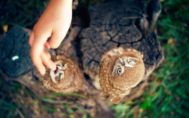 Hawk Owl Babies