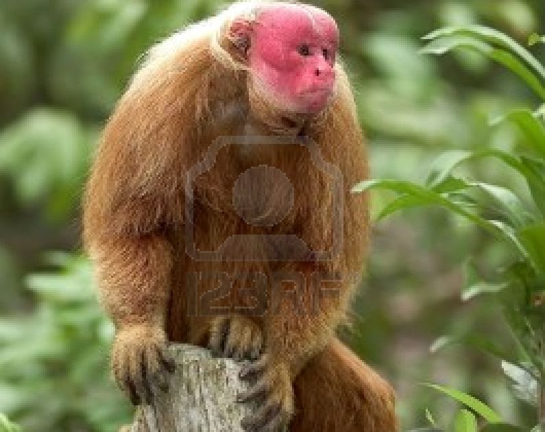Ovaltes Red Uakari Monkey Habitat and Populations