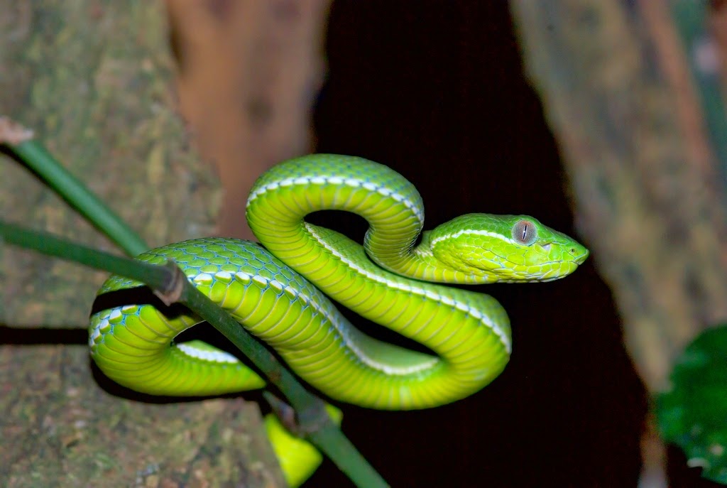 Bamboo Viper Snakes World