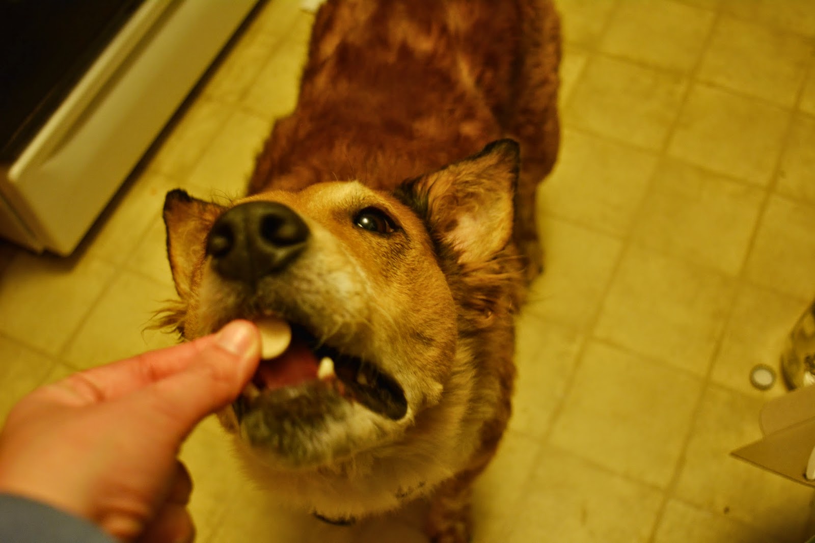 pills dog dogs ways geek feed
