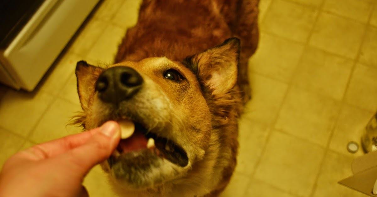 The Dog Geek 10 Ways to Get Pills Into a Dog.