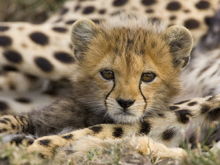 animals-safaris.blogsp... animals-safaris.blogsp...