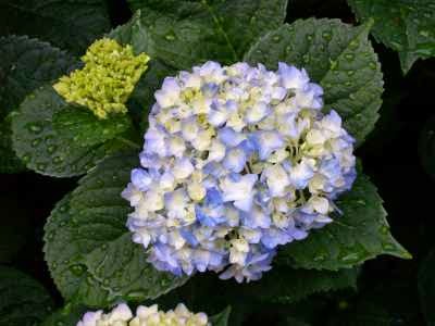 Manfaat dan Khasiat Bunga Hortensia atau Kembang Bokor  Manfaat dan Khasiat Bunga Hortensia atau Kembang Bokor (Hydrangea)