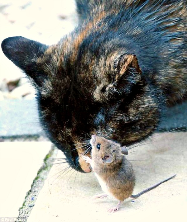 Cat From Westport Ireland Traveling Cats Travel Pictures Of Cats