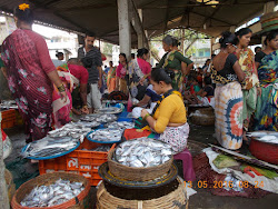The busy Arnala village fish market with the best catch of "Pomfret Fish".
