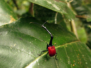 Жук-жираф с Мадагаскара Жук-жираф с Мадагаскара