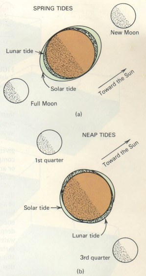 Air Ada Pasang Ada Surut Skeletonace