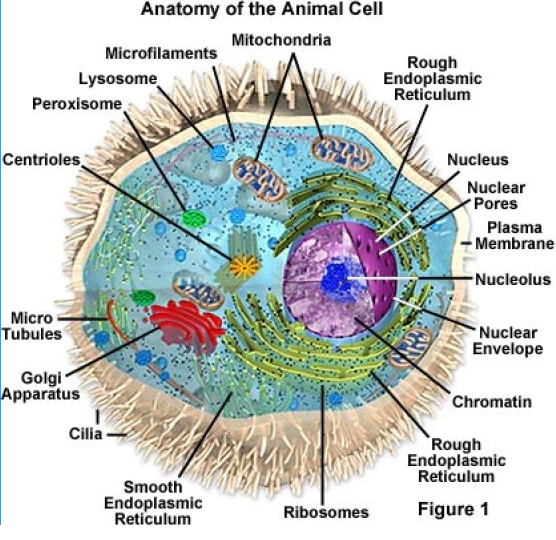 Poultry Management. Anatomy and Physiology of the Chicken