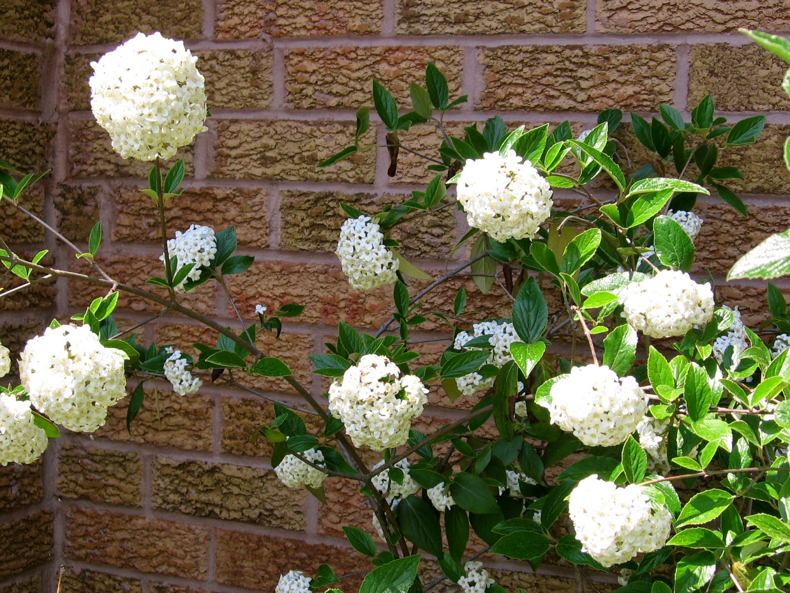 Flora Wonder Blog Viburnum When You Can Mulch Them