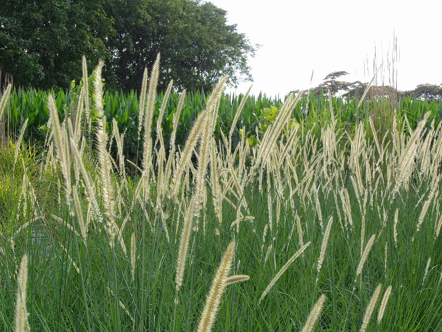 Il giardino sfumato: impariamo a progettare un giardino low cost!