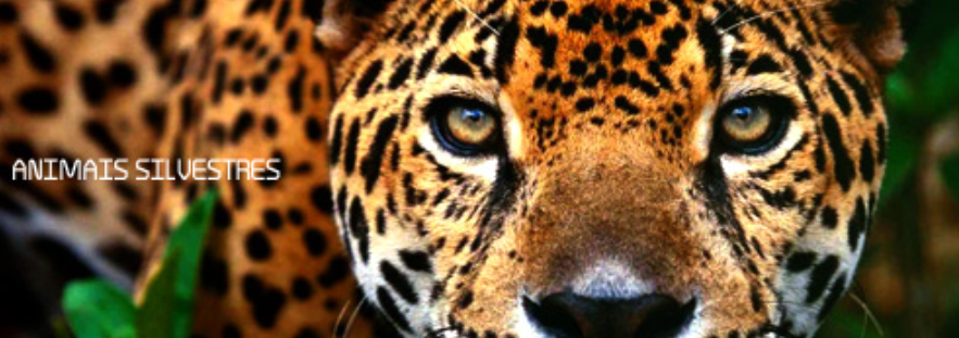 http://www.eurooscar.com/IMAGENS-DE-ANIMAIS-SELVAGENS/indice.htm