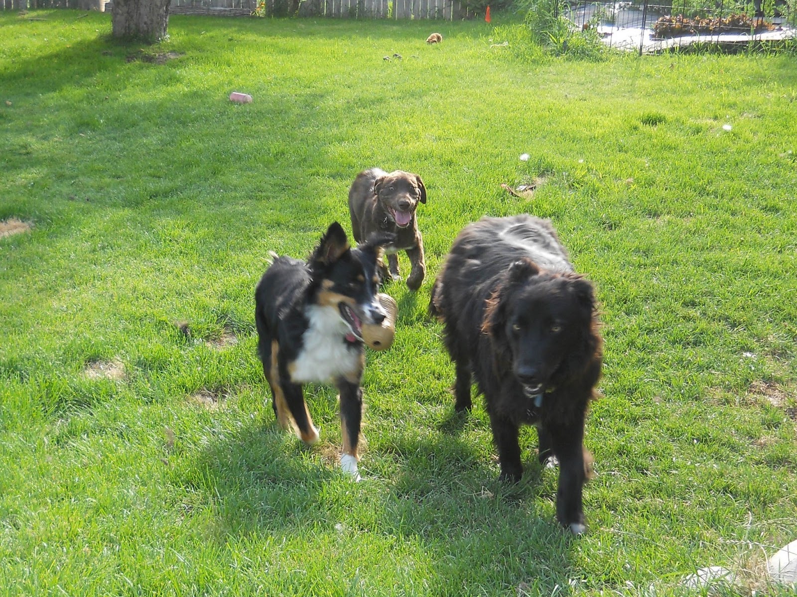 Adopting a dog vs. buying from a breeder Sit Spot Click Dog Training