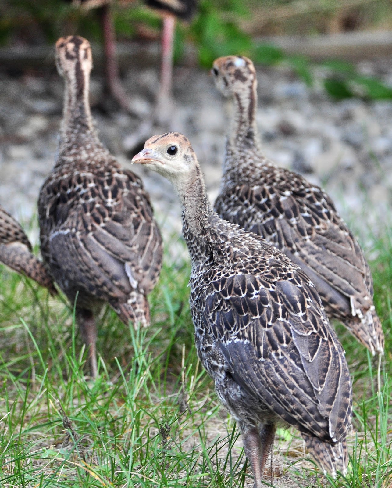 Kensho Studio Wild Turkey Family