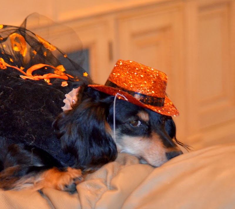 Be Still a Minute... Why My Dogs Hate Halloween...