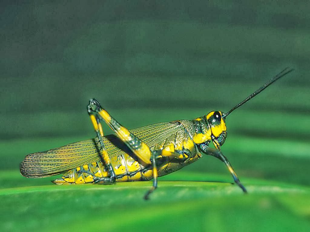 Insect Hd Funny Wallpapers Funny Wallpapers