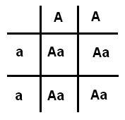 Resumenes de Pruebas: Resumen Prueba Biología II° Medio