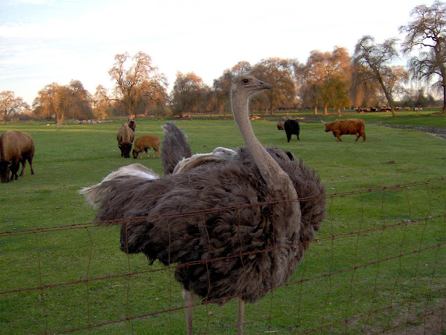 pictures of ostriches,ostrich pictures, Birds Wallpaper