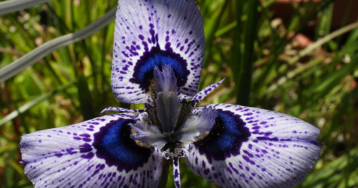 Growing Cool Plants Moraea Hybrids