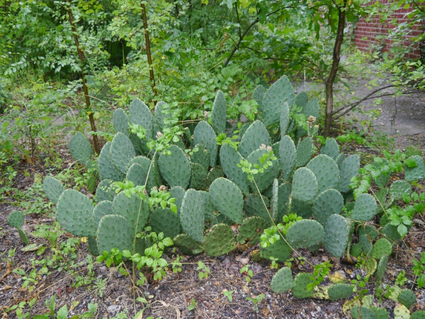 cactus in Missouri