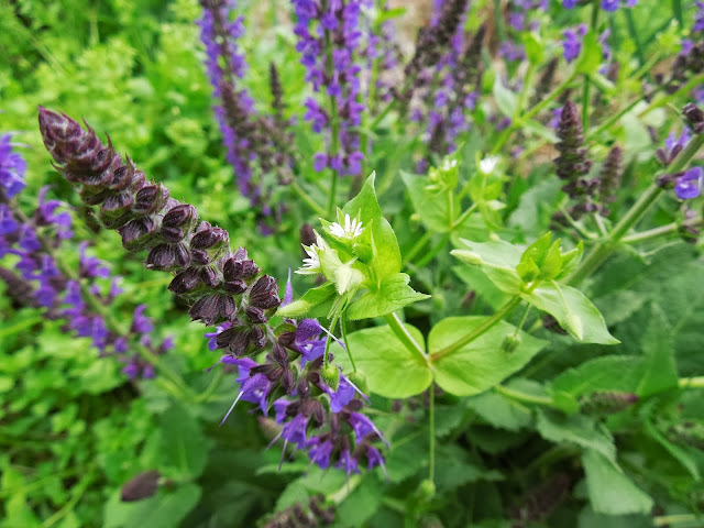 Missouri Herbs